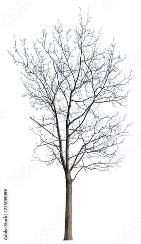 isolated bare winter maple tree © Alexander Potapov