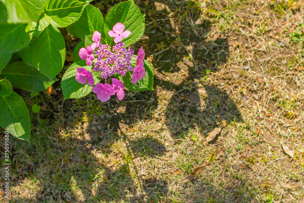旧芝離宮恩賜庭園の紫陽花 Stock Photo Adobe Stock