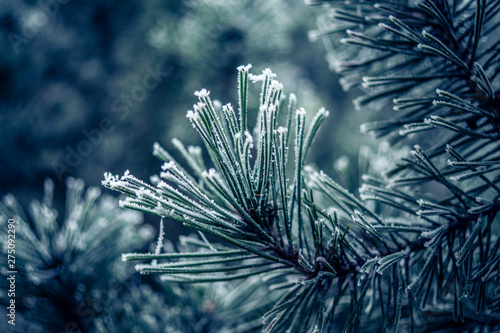 Frostbedeckter Nadelbaum im Winter