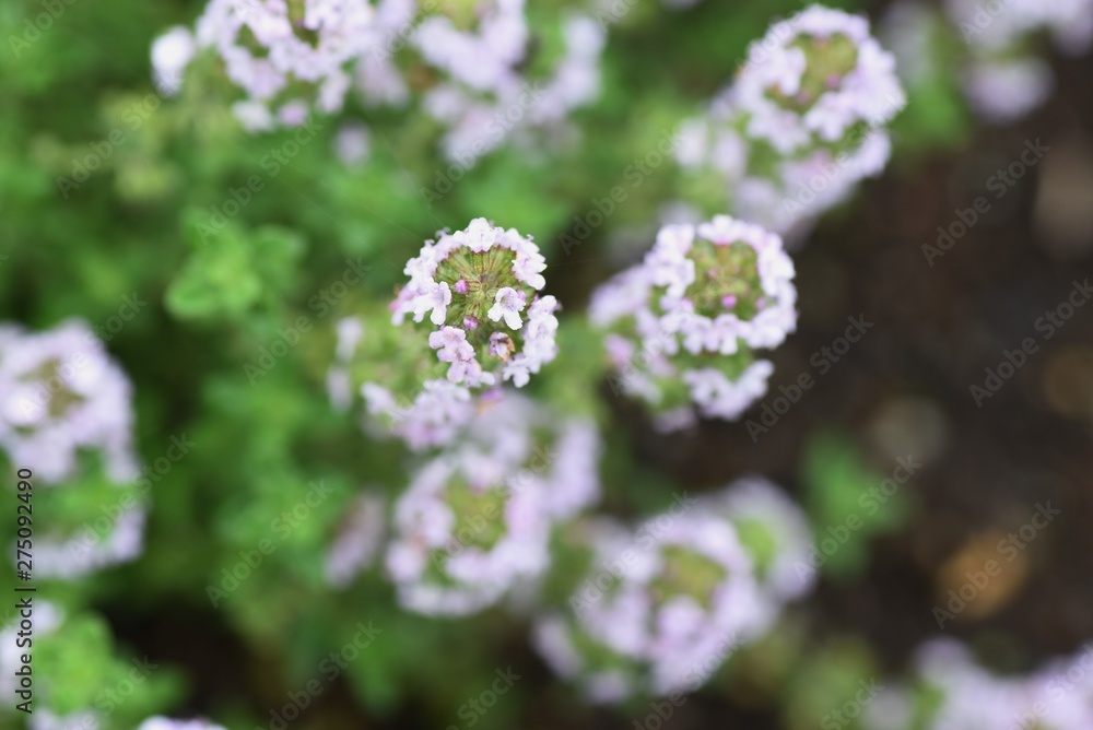 Golden lemon thyme is a refreshing scented herb like lemon , which is used for cooking and herbal teas. Golden lemon thyme is a refreshing scented herb like lemon , which is used for cooking and herbal teas.
