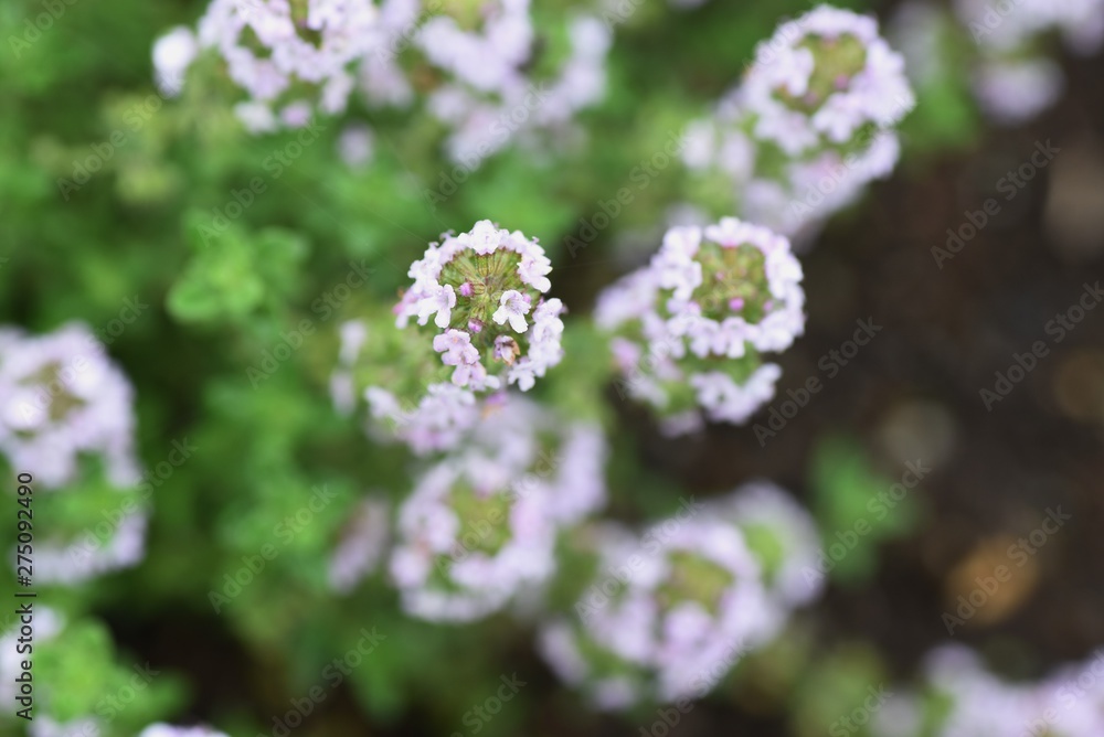 Golden lemon thyme is a refreshing scented herb like lemon , which is used for cooking  and herbal teas.