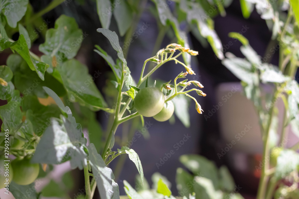 Green tomatoes growing in greenhouse in sunlight closeup horizontal view on blurry background