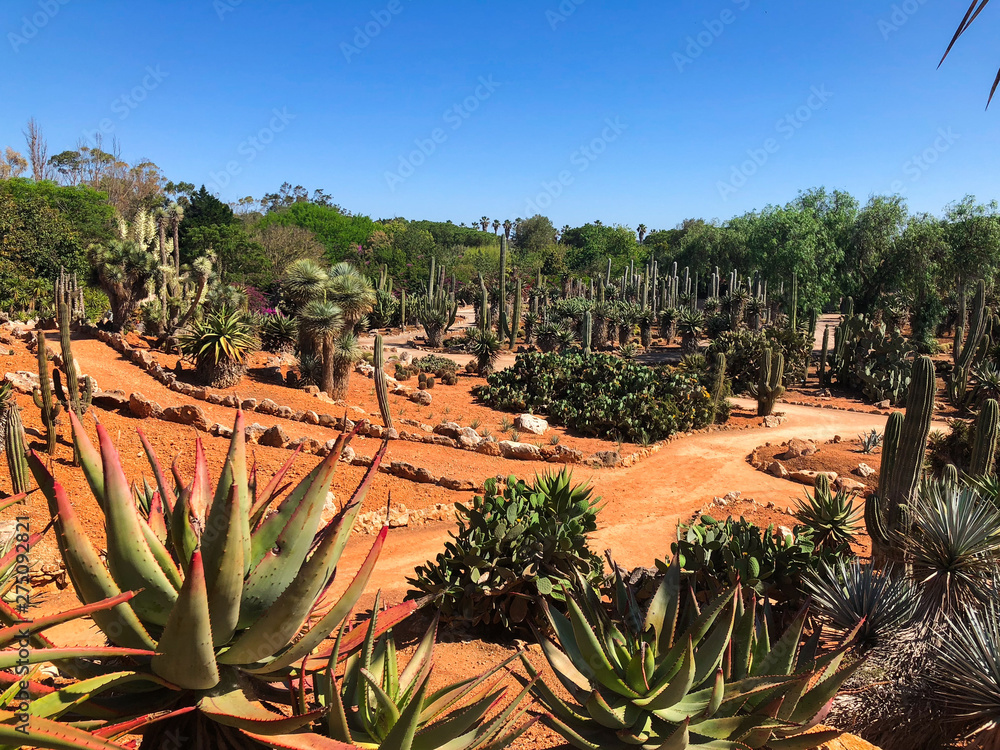 Botanical garden Botanicactus near Ses Salines on Mallorca cactus garden. Botanical garden Botanicactus near Ses Salines on Mallorca cactus garden.