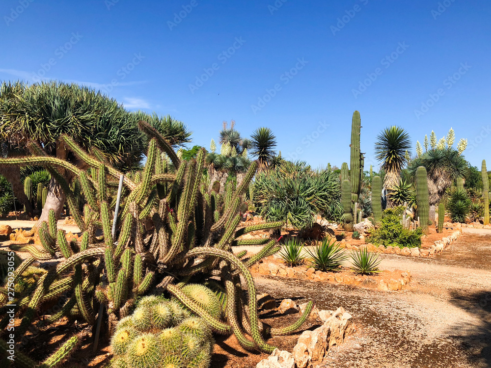 Fototapeta premium Botanical garden Botanicactus near Ses Salines on Mallorca cactus garden.