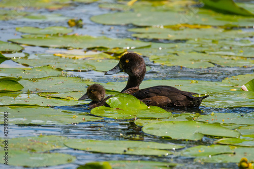 Canvas Print Tufted ducks in a pond with water lilies at Drottningholm island in stockholm