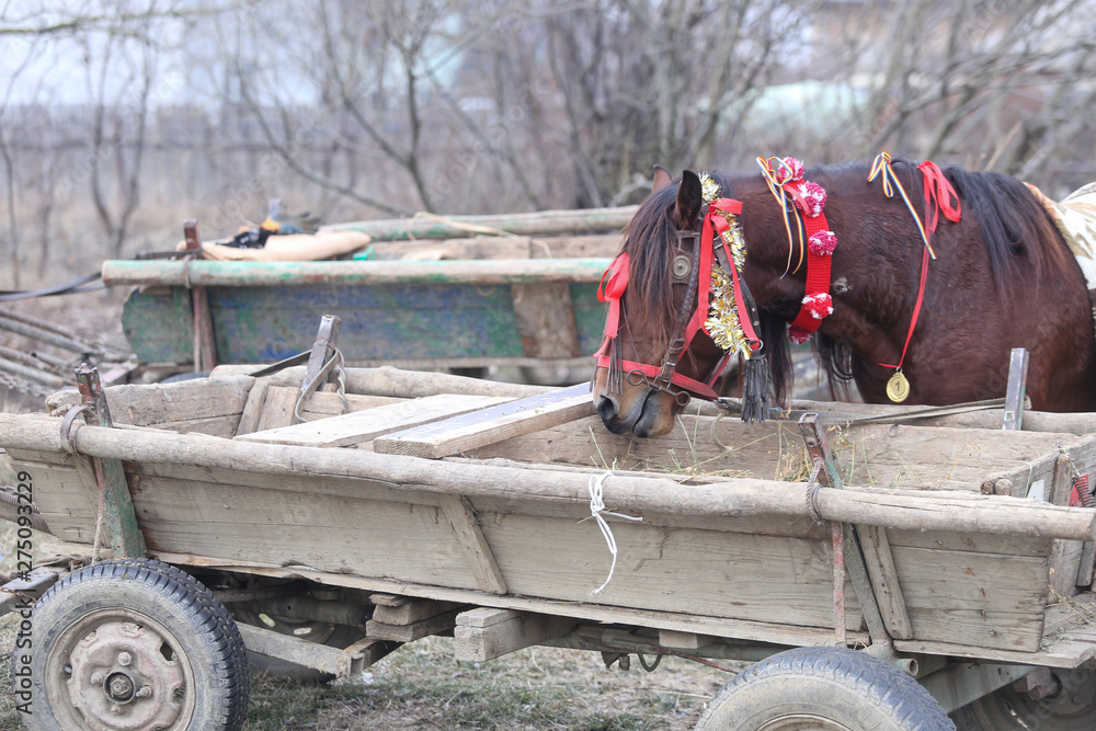 Obraz premium Details with an adorned horse in rural Romania