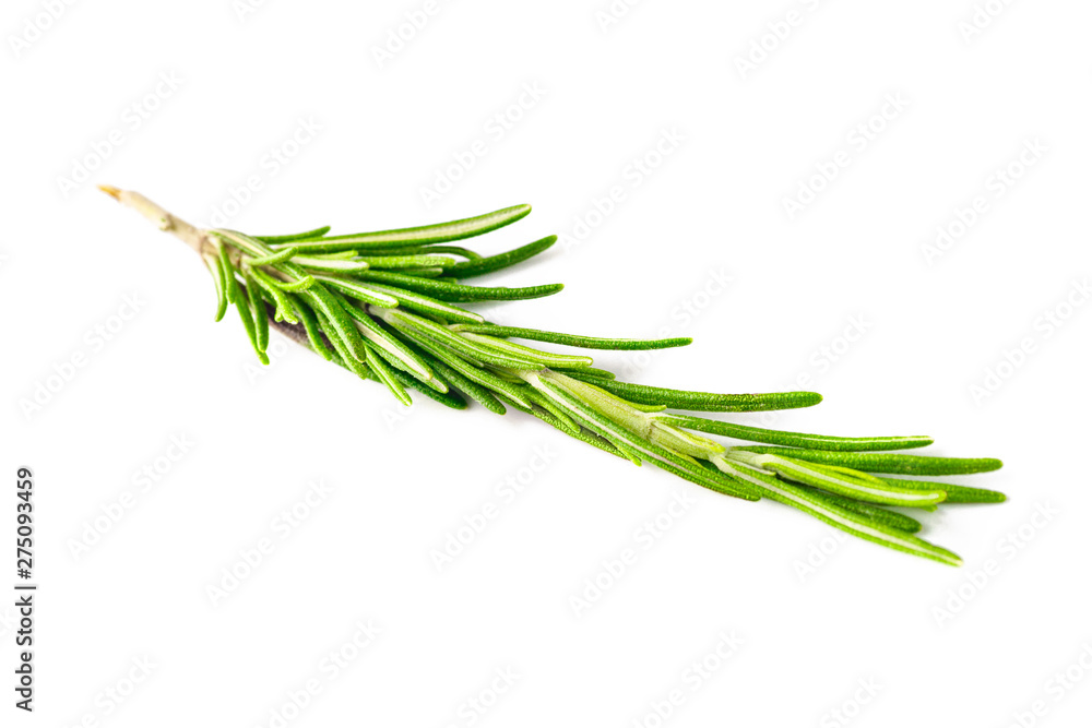 rosemary isolated on white background rosemary isolated on white background