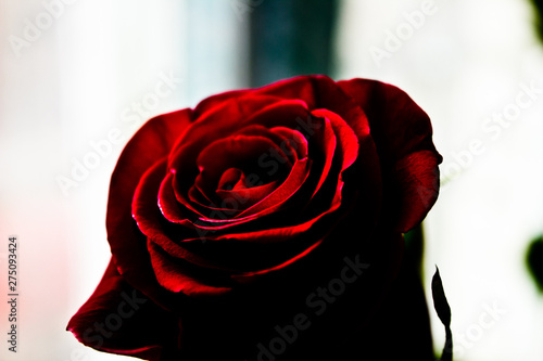 Rose red on a light background, maximum exposure.