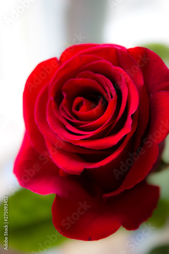 Rose red on a light background
