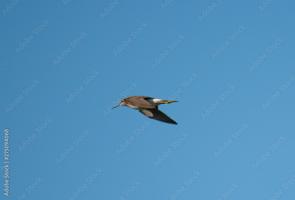 Heron flying in the the bird protection area Hjälstaviken close to Stockholm Heron flying in the the bird protection area Hjälstaviken close to Stockholm