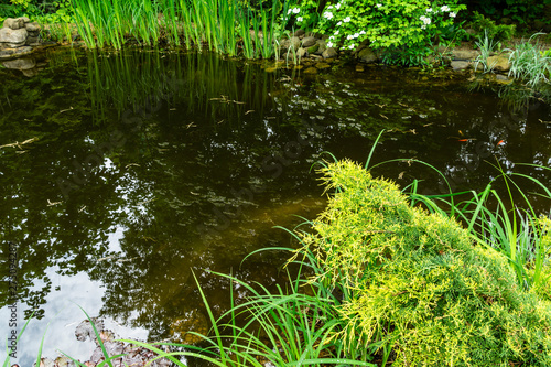 View of pond shaded by plants with green leaves irises and blooming viburnum on shady shore. In pond there are red carp floating. Concept of nature of Caucasus Caucasus for design. Place for text.