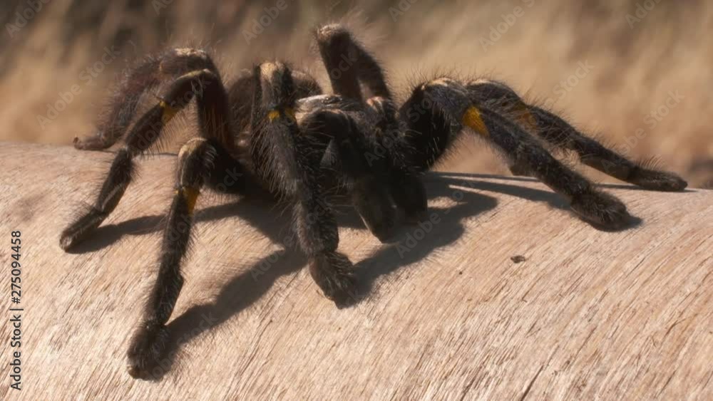 Steady, close up shot of a striped knee tarantula on wood, tall grass blows in the background. Steady, close up shot of a striped knee tarantula on wood, tall grass blows in the background.