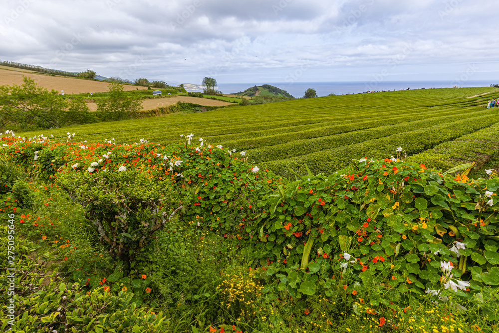 Unique tea plantations on Sao Miguel island, Azores archipelago