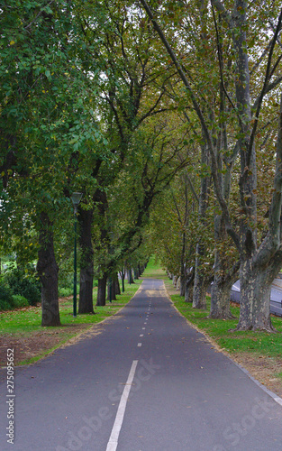 Fototapeta Naklejka Na Ścianę i Meble -  Empty park with walking path in the middle