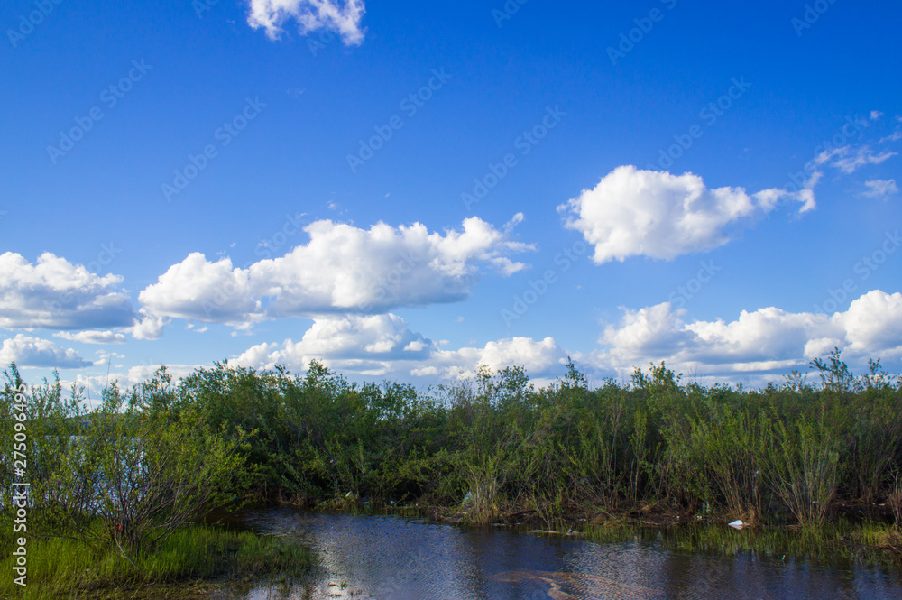 Cloudy blue sky on the forest horizon.