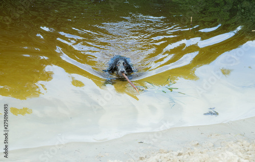 Russian Spaniel dog, carrying a stick out of the river photo