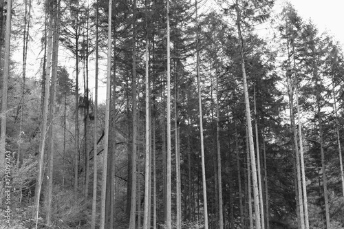 A lot of tree trunks in a fir forest (Moselkern, Germany, Europe) photo