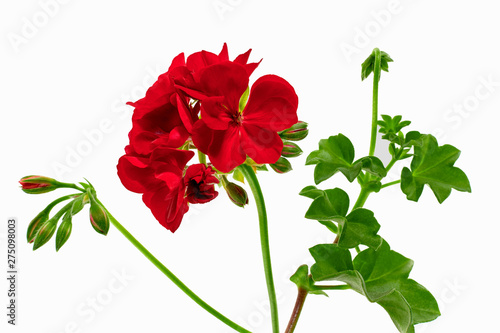 Pelargonium