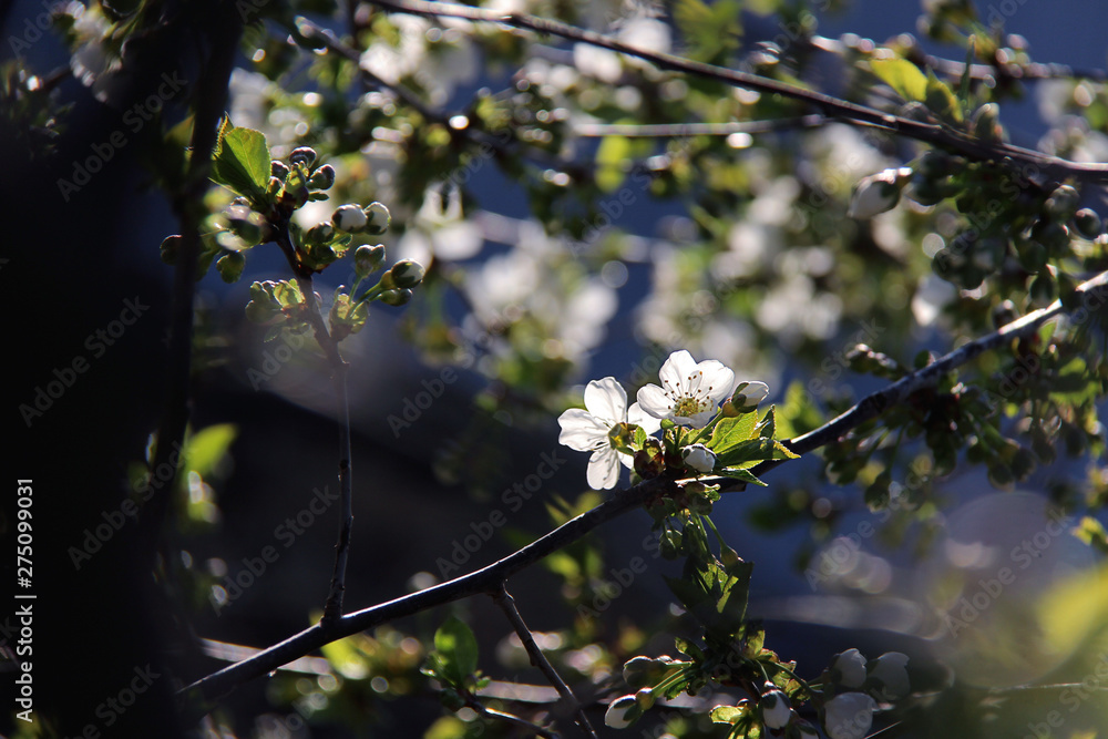 Closeup of cherry blossom. Cherry - Sakura and sun with background. Spring flowers. Beautiful blossoming tree branch. Spring background. Closeup of cherry blossom. Cherry - Sakura and sun with background. Spring flowers. Beautiful blossoming tree branch. Spring background.