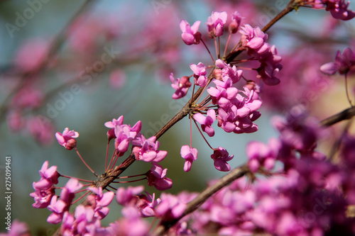 Pink flowers of cercis siliquastrum (Judas tree) in spring photo