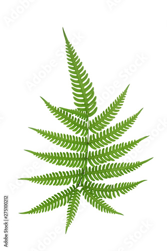 Green leaves fern frond tropical rainforest foliage plant isolated on white background, clipping path included.