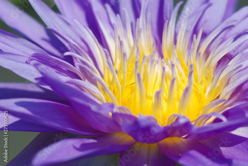 Purple lotus  bright color  natural beauty