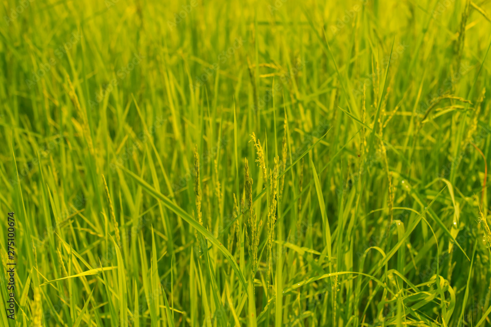 Rice field nature food background Rice field nature food background