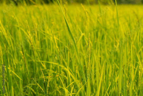 Rice field nature food background 