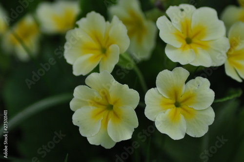 white-yellow flowers