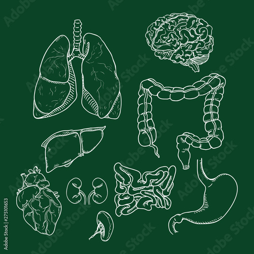 Vector Chalk Sketch Set of Anatomical Human Organs. Medicine Illustration.