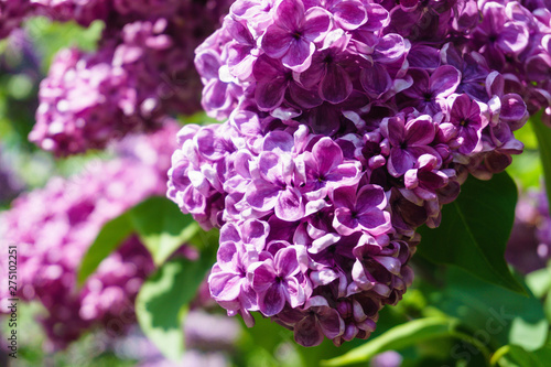 lilac in the garden