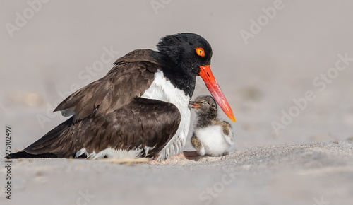 Baby chick with American Oystercatcher