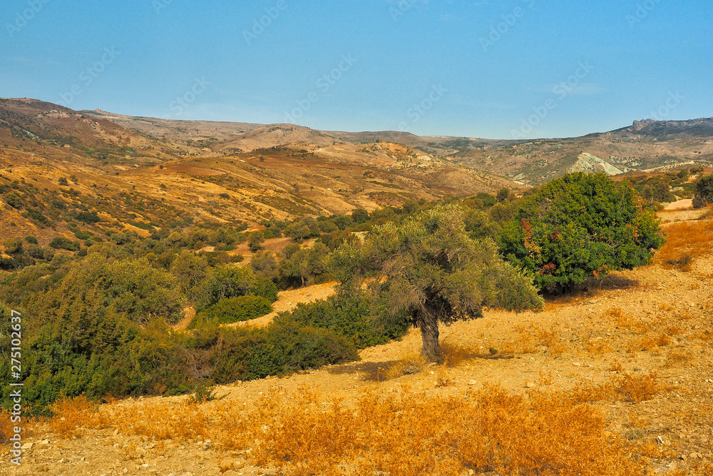 Fototapeta premium Typical landscape of dry areas. Akamas Peninsula. Cyprus
