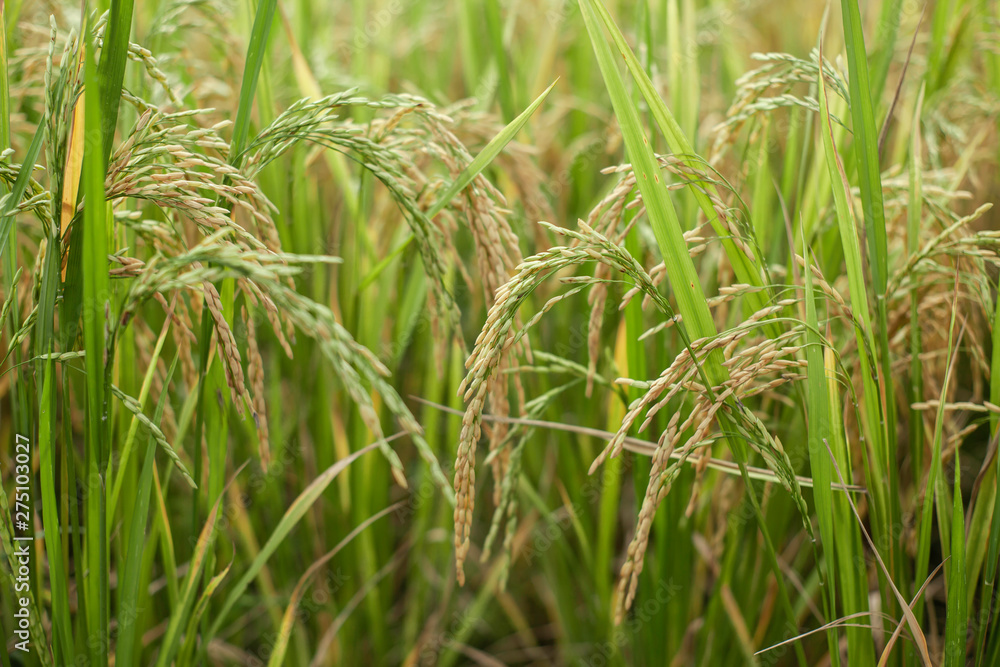 Thai Jasmine rice Meadow cornfield or Green Terraced Rice Field in Asia Thailand . Freedom Refreshed grass cold weather Feeling in garden Joyful at times of morning . beautiful day concept. Thai Jasmine rice Meadow cornfield or Green Terraced Rice Field in Asia Thailand . Freedom Refreshed grass cold weather Feeling in garden Joyful at times of morning . beautiful day concept.