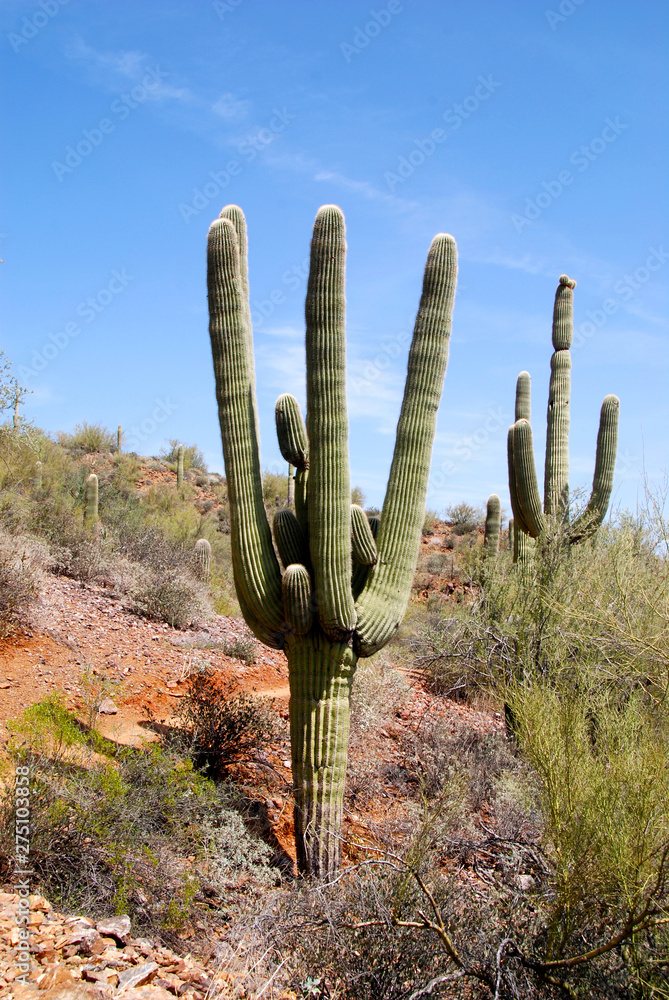 saguaro cactus in the sonora desert in southern Arizona