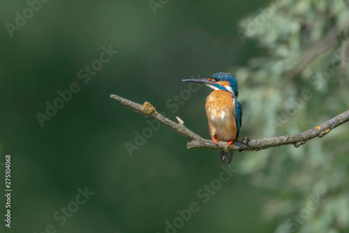 Kingfisher on a branch
