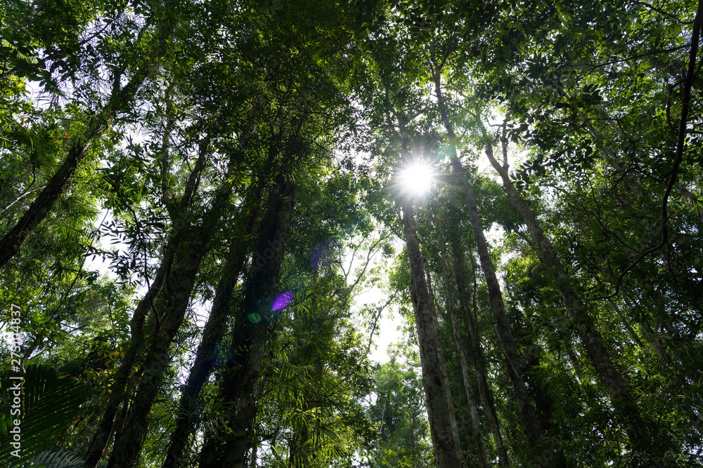 Fototapeta premium deep forest and sun beam