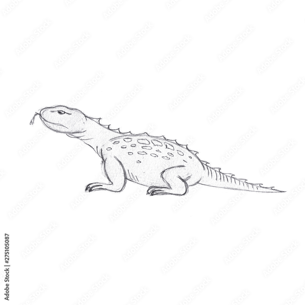 Lizard sketch. Hand drawn pencil drawing of a lizard. Sketch style  illustration, isolated on white background. Stock Illustration | Adobe Stock