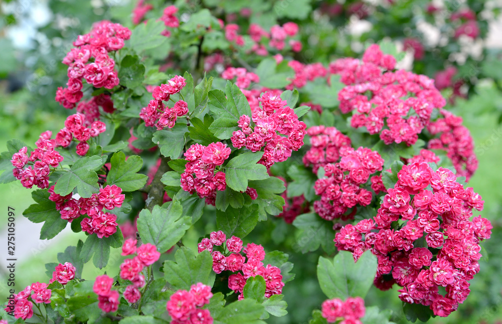 Flowers of a hawthorn blood-red (Crataegus sanguinea Pall.) Flowers of a hawthorn blood-red (Crataegus sanguinea Pall.)