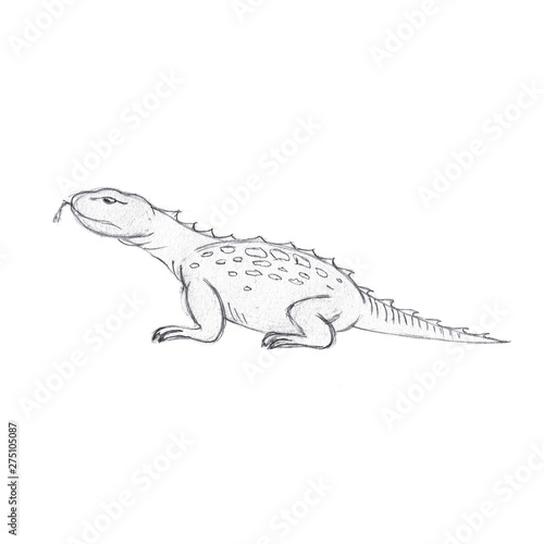Lizard sketch. Hand drawn pencil drawing of a lizard. Sketch style illustration, isolated on white background.