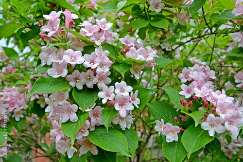 The blossoming veygela garden (Weigela Thunb.)