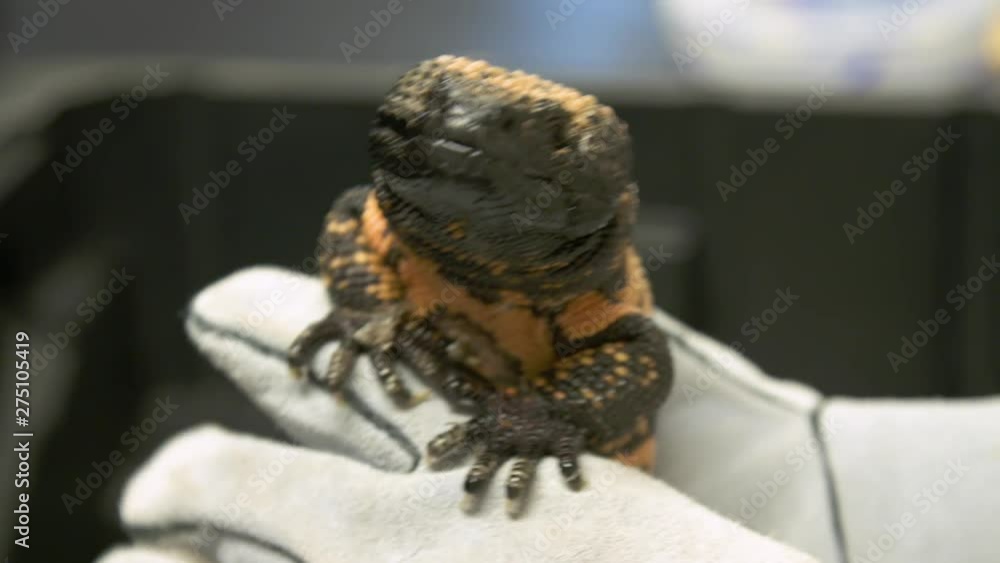 Handheld, close up, interior shot of the front and side of gila monster. A person knocks some dead skin of its face. Handheld, close up, interior shot of the front and side of gila monster. A person knocks some dead skin of its face.