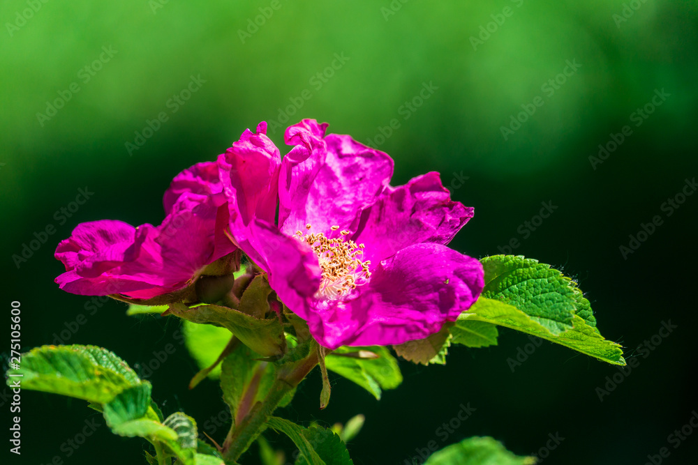 lovely pink rosehip flowers on a warm Sunny day in the city Park lovely pink rosehip flowers on a warm Sunny day in the city Park