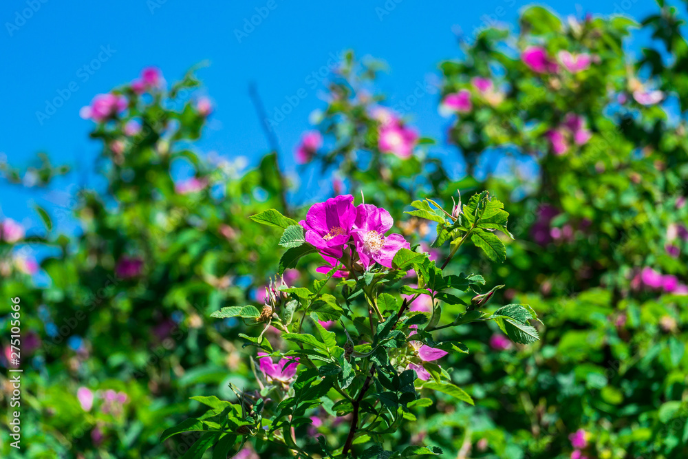lovely pink rosehip flowers on a warm Sunny day in the city Park lovely pink rosehip flowers on a warm Sunny day in the city Park