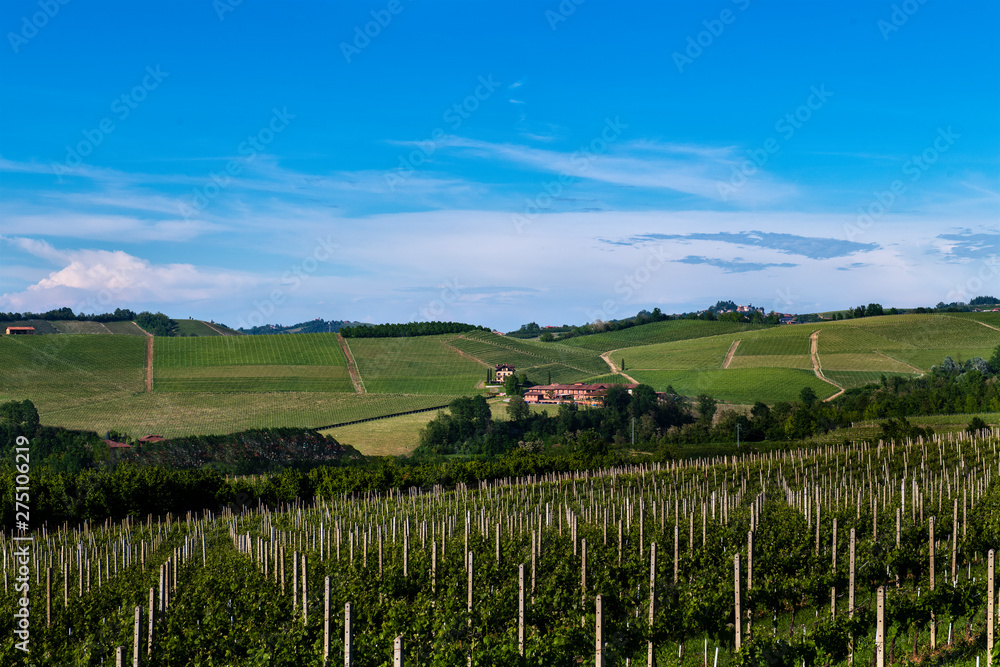 Fototapeta premium Vineyards on the beautiful hills in the Roero area of Piedmont Italy