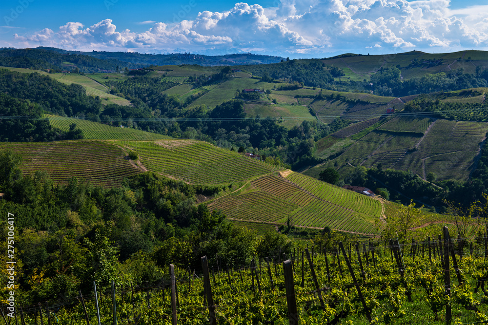 Vineyards on the beautiful hills in the Langhe area of Barbaresco in Piedmont Italy on the Meruzzano side