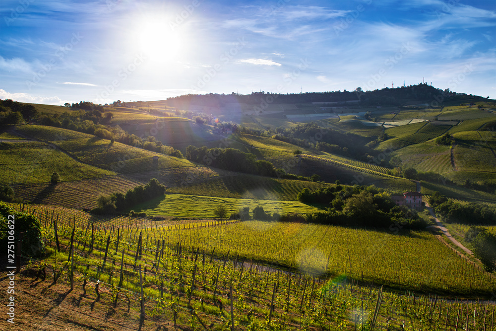 Vineyards and woods on the Sarmassa hillside site in the Municipality of Barolo Piedmont Italy