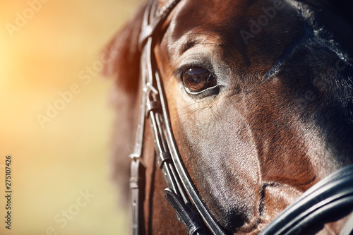 Face of a beautiful Bay horse with brown eyes closeup. In the face wearing a black leather bridle, and the horse is illuminated by bright sunlight. ©  Valeri Vatel