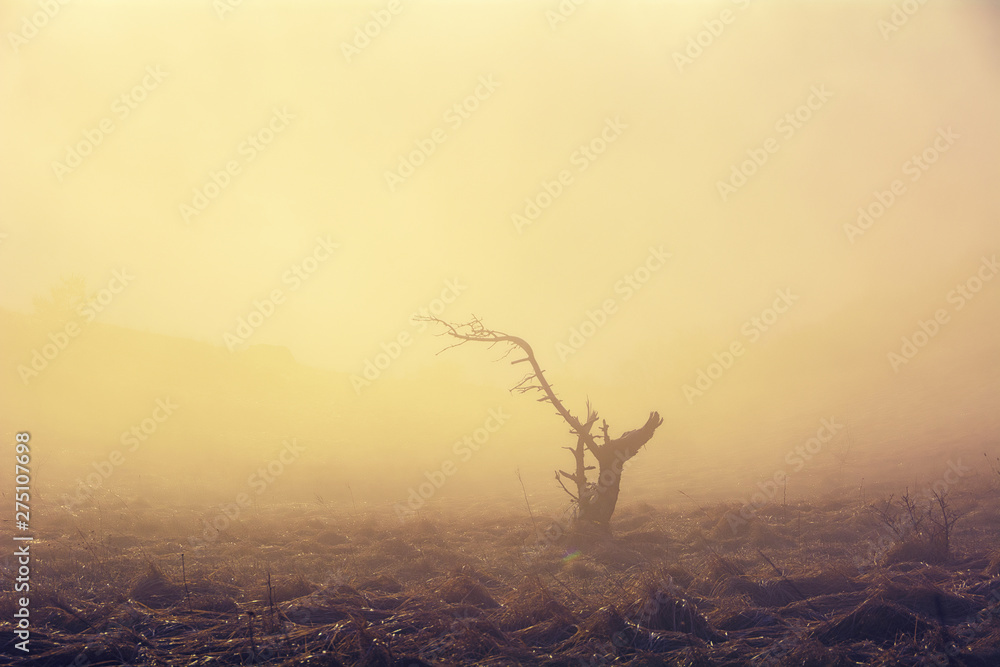 Lonely tree in the fog of sunset light.