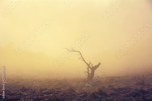 Lonely tree in the fog of sunset light.